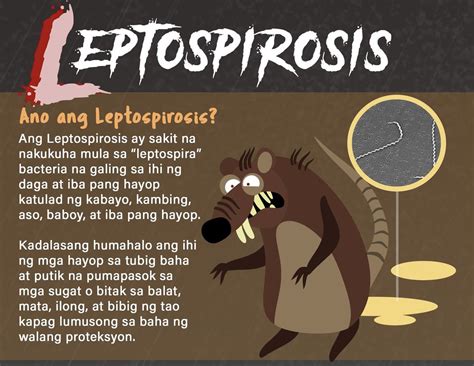 ano ang sintomas ng leptospirosis